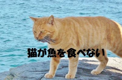 猫が魚を食べない