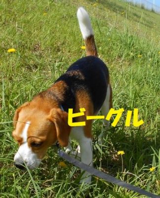ビーグル