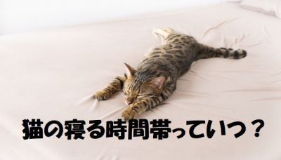 猫の寝る時間帯っていつ？