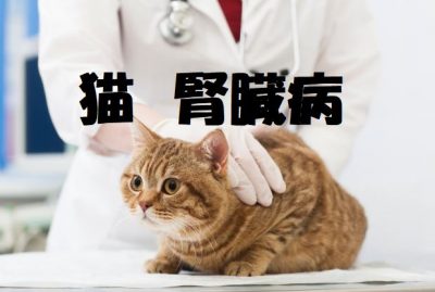 猫の腎臓病