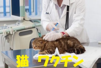 猫のワクチンの必要性