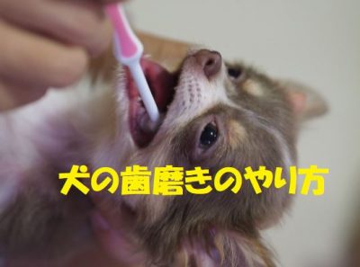 犬の歯磨きのやり方