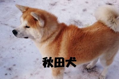 秋田犬の特徴