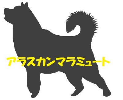 アラスカンマラミュート